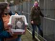 Bijna geen dieren meer te vinden in Utrechtse asiels: ‘We hebben binnen tien minuten vaak al vier reacties’