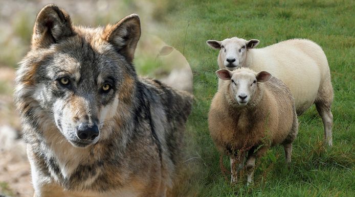 De Veluwse wolvin is nu gek op wild, maar doodde onderweg wel de meeste  schapen | Regio | tubantia.nl