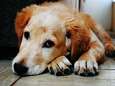 Nederland slaat alarm over besmettelijke ziekte bij honden 