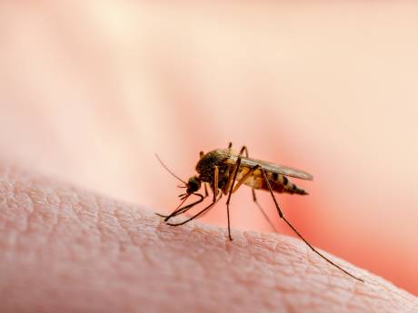 Onderzoekers zochten het uit: deze zeep maakt je nóg aantrekkelijker voor muggen 
