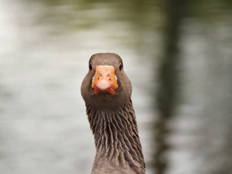 Lezers over vergassen van grauwe ganzen in Overijssel: ‘Dit krijg je als je de natuur niet beheert’