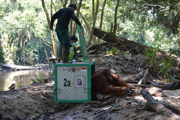Strada, een 19-jarige orang-oetan, bij vrijlating in het Bukit Batikap Protection Forest.