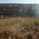 Sprinkhanenplaag op weg naar Zuid-Soedan en Soedan