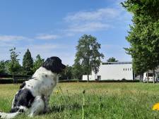 Den Bosch maait gras in parken minder vaak: goed voor bloemen, vlinders en portemonnee