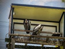Ontsnapte gier permanent niet terug naar Blijdorp: dierentuin in Berlijn vangt dier op 