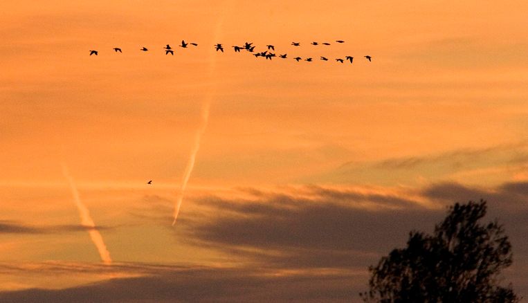 Trekvogels boven het Zuidlaardermeer op weg naar het zuiden. Beeld Dennis F. Beek