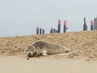 Politie vraagt (nog eens) om zeehonden op strand met rust te laten