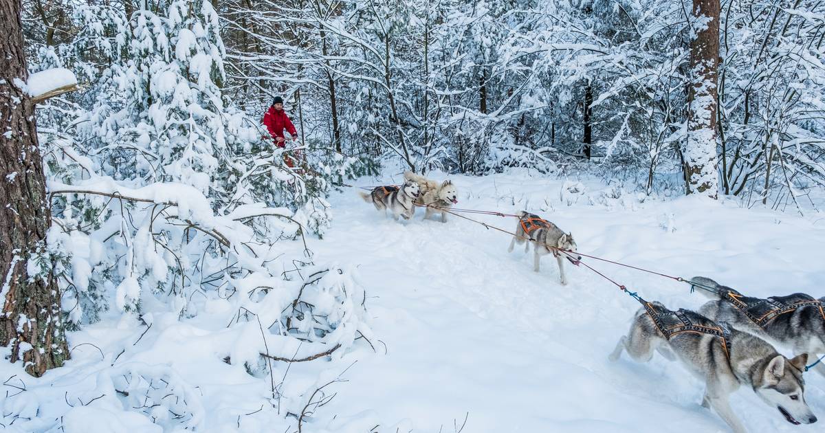 Als reactie op de dilemma nul Danny en Iris sleeën met hun husky's door het besneeuwde landschap van de  Veluwe: 'Het is nu net Lapland' | Elburg | destentor.nl