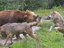 Beren doden wolf in Dierenrijk in Mierlo