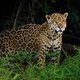Waar Chinese investeerders opduiken, sterven jaguars