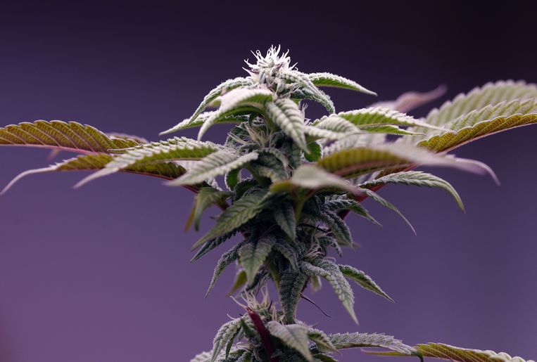 Alle cannabisproducten vinden hun oorsprong bij de plant cannabis sativa. Wiet is de gedroogde bloem van de plant, hasj de samengeperste hars van de bloem. Beeld ANP / EPA
