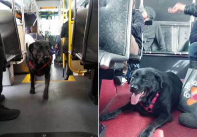 Hond die jarenlang zelfstandig busritjes maakte en uitgroeide tot “icoon van Seattle” gestorven in haar slaap