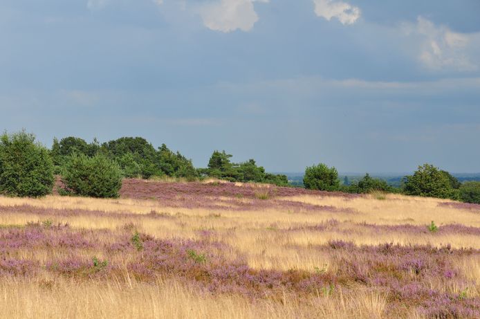 Vergrassing op de Sallandse Heuvelrug.