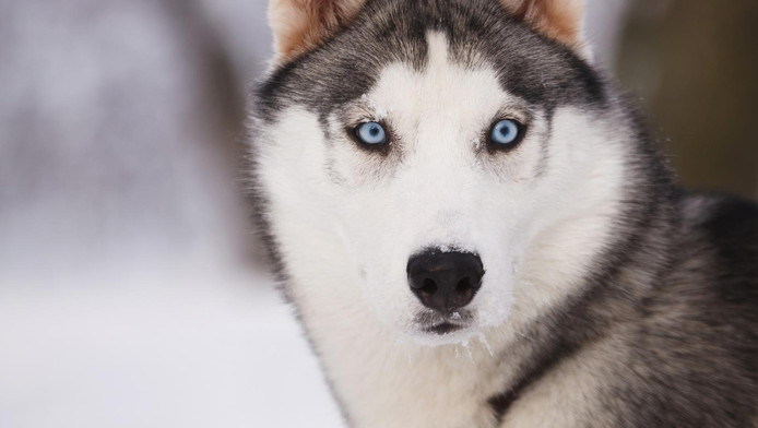 Un Husky Meurt Dans La Soute Dun Avion Reliant Amsterdam à