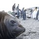 Deze zeehond zwemt rond met meetapparatuur