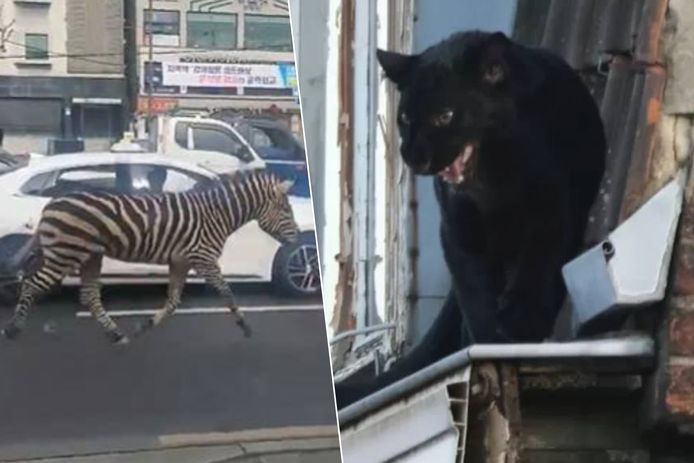 Gekke Beelden Maar Ook Helse Chaos: Deze Ontsnapte Dieren Gingen Leeuwin In  Berlijn Al Voor | Buitenland | Hln.Be