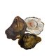 Deze week stuit Samuel Levie op oesters