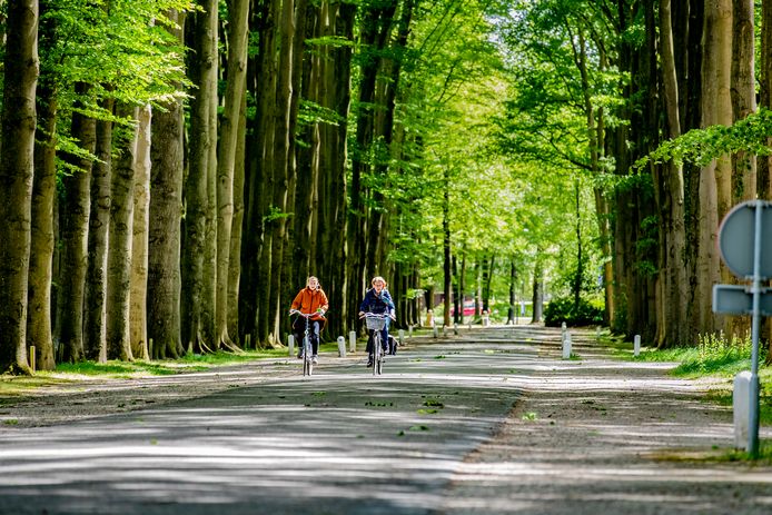 De bomenlanen domineren het voorterrein van Het Loo.