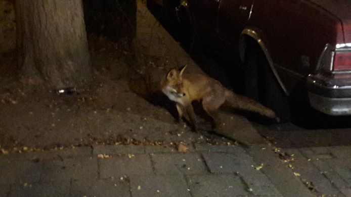 Het schichtige beestje werd maandagnacht gespot in Spangen.