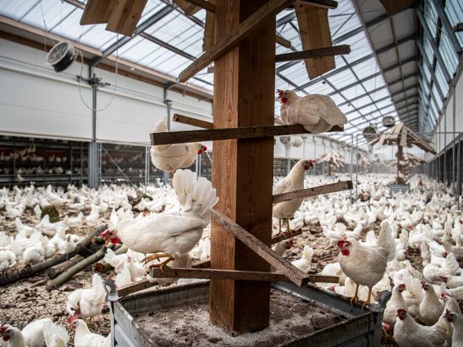 Pluimvee opgehokt in Frankrijk wegens hoog risico op vogelgriep