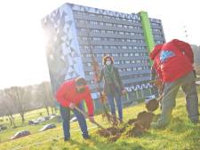 Des arbres vont être plantés en plein milieu d’une cité à Charleroi