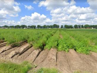 Tijd voor asperges: fietsen langs aspergevelden in Kinrooi