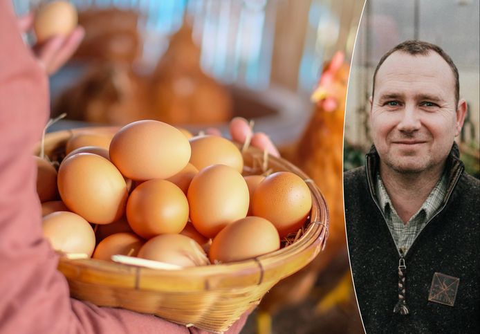 Ga wandelen in de buurt constante Eieren steeds duurder. Is het voordeliger om zélf kippen te houden? “Per  volwassene bespaar je ieder jaar al 100 euro uit aan afval” | Geld | hln.be
