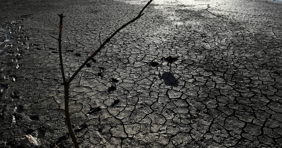 Pire sécheresse en Europe depuis 500 ans : la « méditerranisation » des Pays-Bas se poursuit |  Intérieur