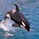 Aangespoelde Britse orka blijkt "een van de meest besmette dieren op de planeet"
