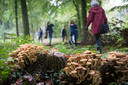 Wandelaars passeren paddenstoelen die momenteel volop in de bossen te vinden zijn. Vaak blijft het daar niet bij.