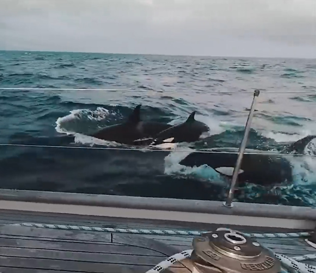 L'équipage britannique d'un yacht de luxe a craint pour sa vie . Un groupe de 30 orques a attaqué son bateau.