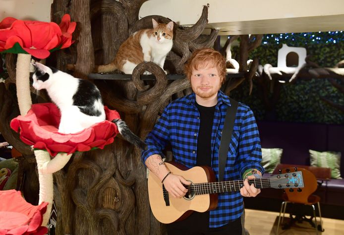 Een rosse kater naast een rosse zanger: het wassen beeld van Ed Sheeran pronkt in kattencafé.