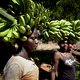Er staat Latijns-Amerika een bananenramp te wachten