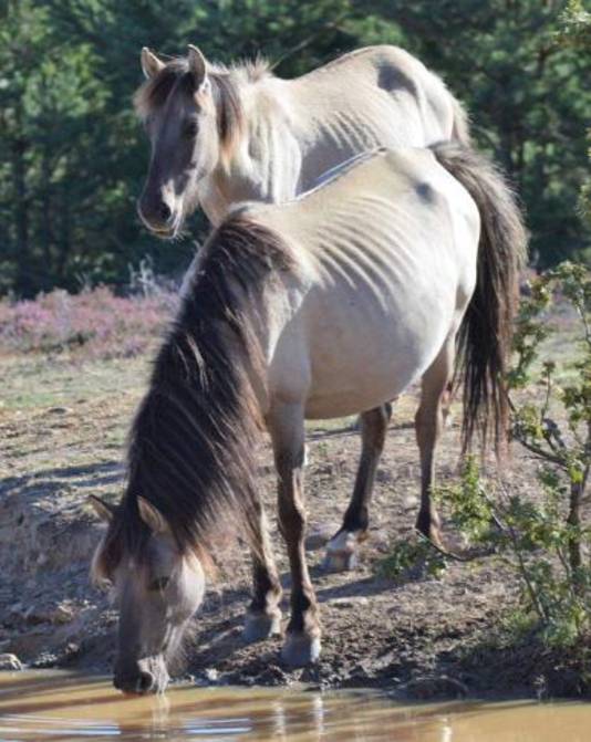 Een deel van de Flevolandse konikpaarden in Spanje is mager, vermoedelijk vanwege een parasiet.