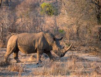 Daling aantal neushoorns in Zuid-Afrikaans Krugerpark is "zorgwekkend"