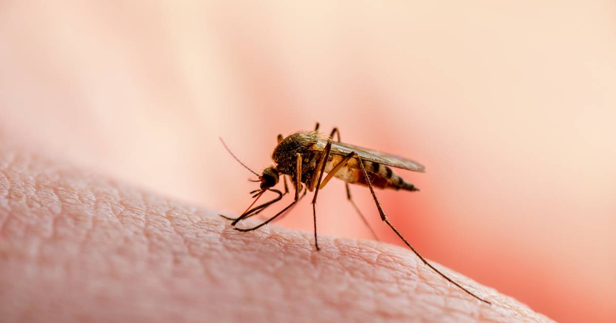 Have you been bitten despite the mosquito repellent?  A study shows that mosquitoes are very resistant to insecticides |  Science