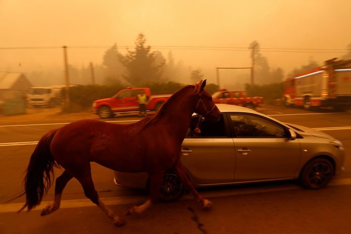 Mens en dier verlaten de omgeving van San Ramon in Chili waar de branden hevig woeden. Dit paard wordt vanuit een auto vastgehouden. Het wordt zo vervoerd naar veiligere delen van de regio.