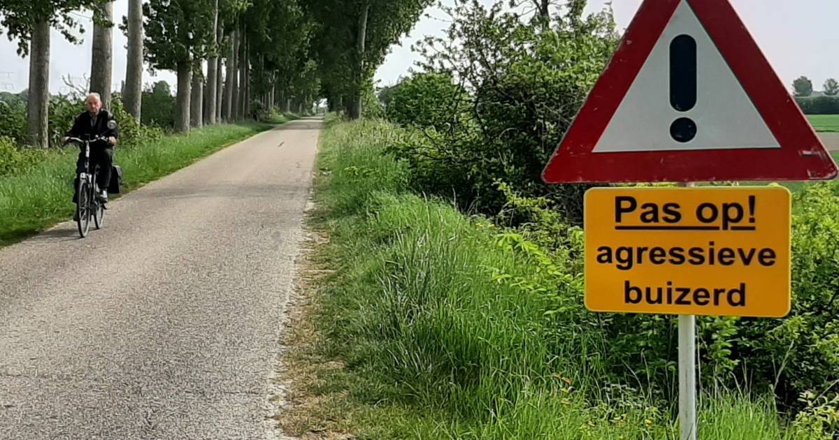 Boze buizerd bij Kwadendamme is terug: het hoofd van Ad zit vol met schrammen