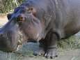 Nijlpaarden nemen intrek in Colombiaans dorp