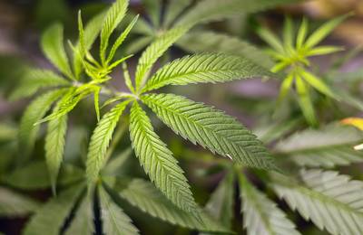 Ook Duitse Bondsraad gaat akkoord met gedeeltelijke legalisering cannabis