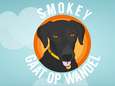 De ideale zomerdag op z’n hondjes: kijk mee door de ogen van Smokey