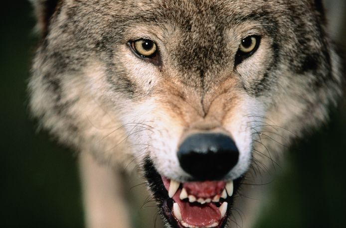 wolf closeup