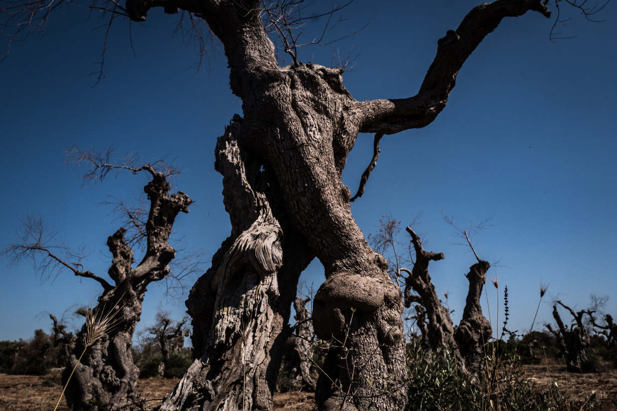 De ‘ulivi secolari’, olijfbomen van soms wel duizend jaar oud, genieten een haast mythisch aanzien. Beeld Nicola Zolin