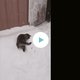 Kijken: kat is gek op sneeuw