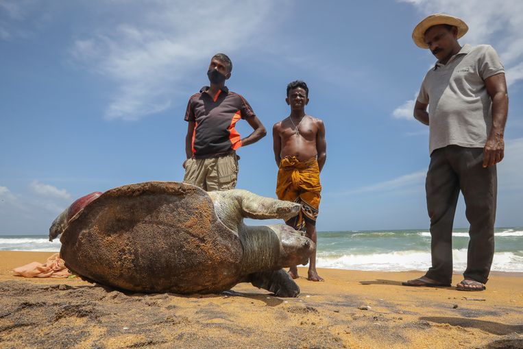 A dead turtle has washed up on a beach in Sri Lanka following the fire on the freighter X-Press Pearl.  Many plastic granules were released into the water.  After that shipwreck, more than 90 dead turtles, ten dolphins, fish and birds washed ashore.  Image EPA 