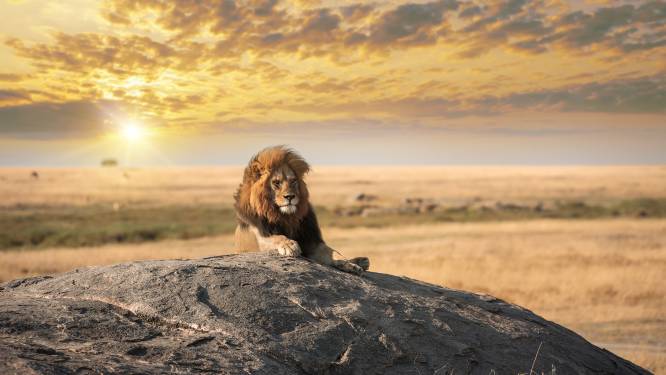 “Leeuwenkoning van de Serengeti” gedood door jongere rivalen