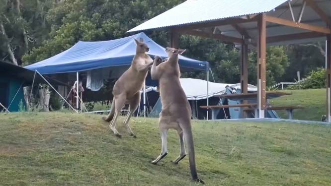 Des enfants réveillés en sursaut par un combat de kangourous