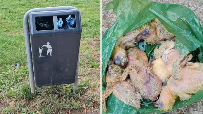 In Ingen werden duivenkuikens gedumpt in een plastic zak in een prullenbak.