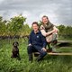 Druiven plukken op een wijngaard in Gelderland: een beetje ‘Bordeaux in de Betuwe’