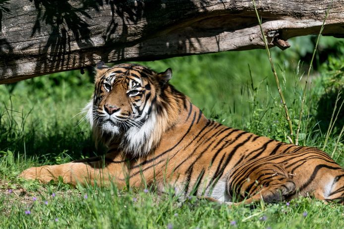 Onder meer de Sumatraanse tijger staat op de lijst met ernstig bedreigde diersoorten.
